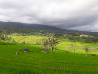 jatiluwih tabanan bali