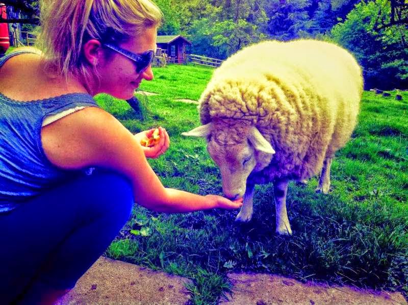 feeding sheep