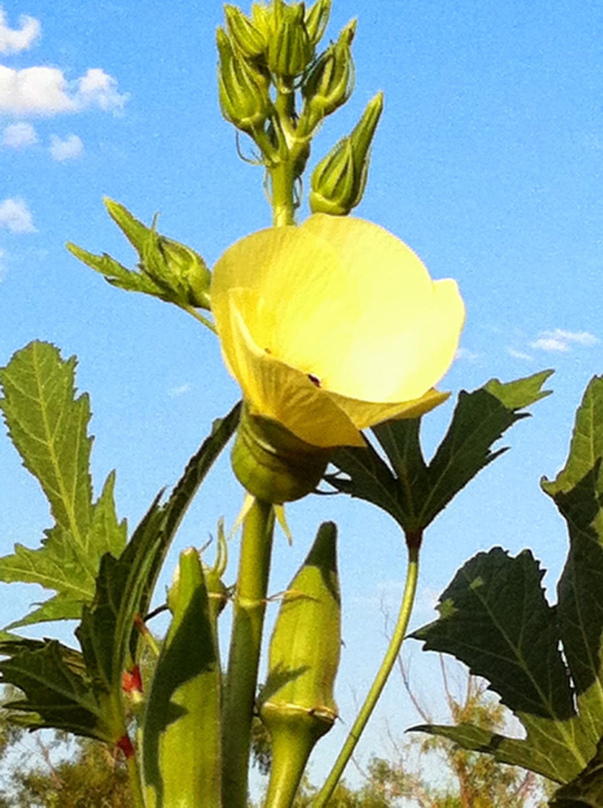 Garden Anywhere Box Health Benefits of Okra...