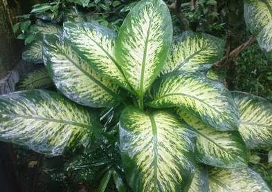 Tanaman Sri Rejeki atau Aglaonema tanaman ini disebut juga dengan chinese evergreen Tanaman Sri Rejeki