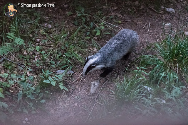 orsi slovenia, arriva il tasso