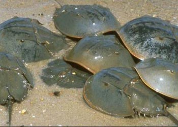 Belangkas Si Pari Kepiting Re Tawon