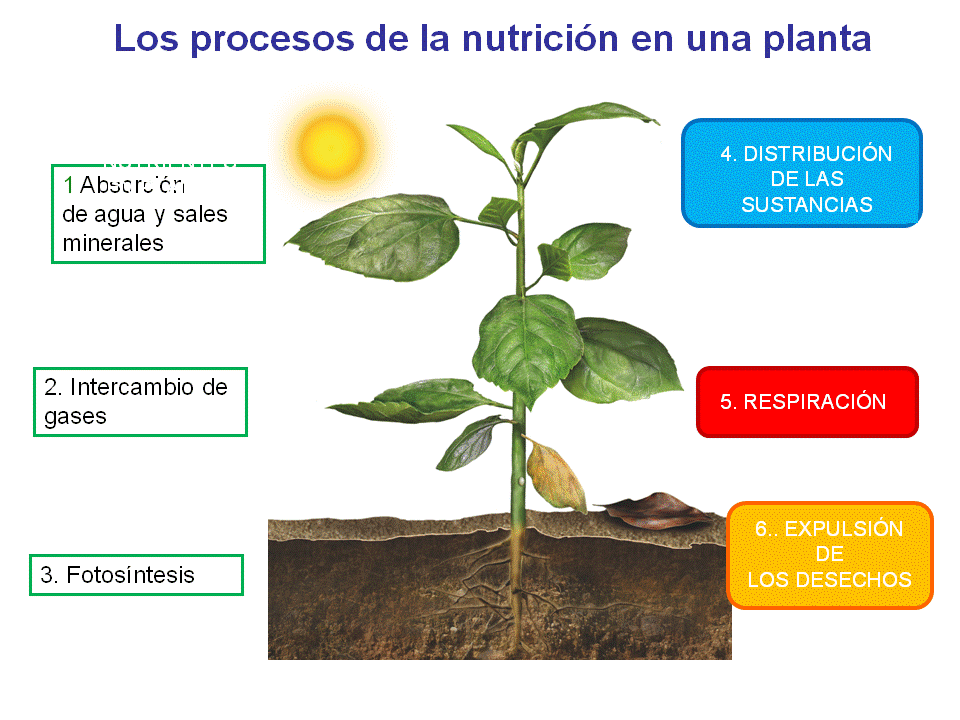 Nutrición vegetal