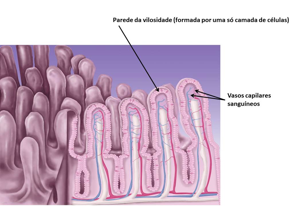 Espaço Ciências 6ºano Absorção digestiva Espaço Ciências 6ºano Absorção digestiva