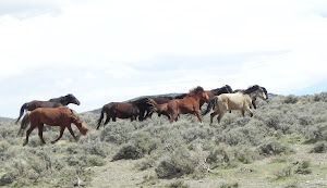 Wild Horses of Cold Creek