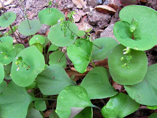Miner's lettuce on Fish Canyon Trail