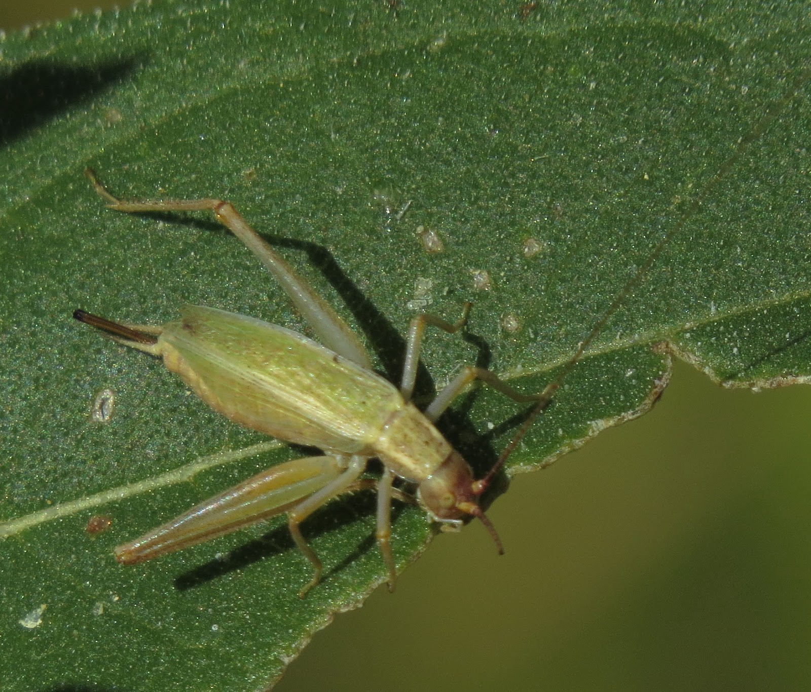 Bug Eric: Tree Cricket Courtship