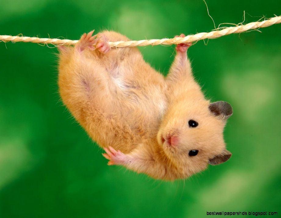 Funny Hamster On Wire