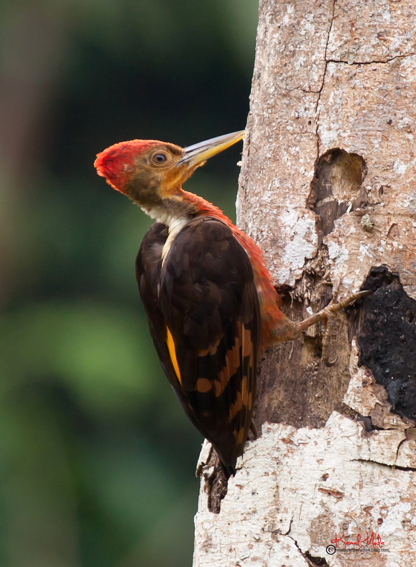 SOUTH EAST ASIA BIRDS - Malaysia birds paradise: Orange-backed ...