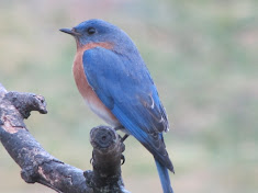 Bluebird perched on branch