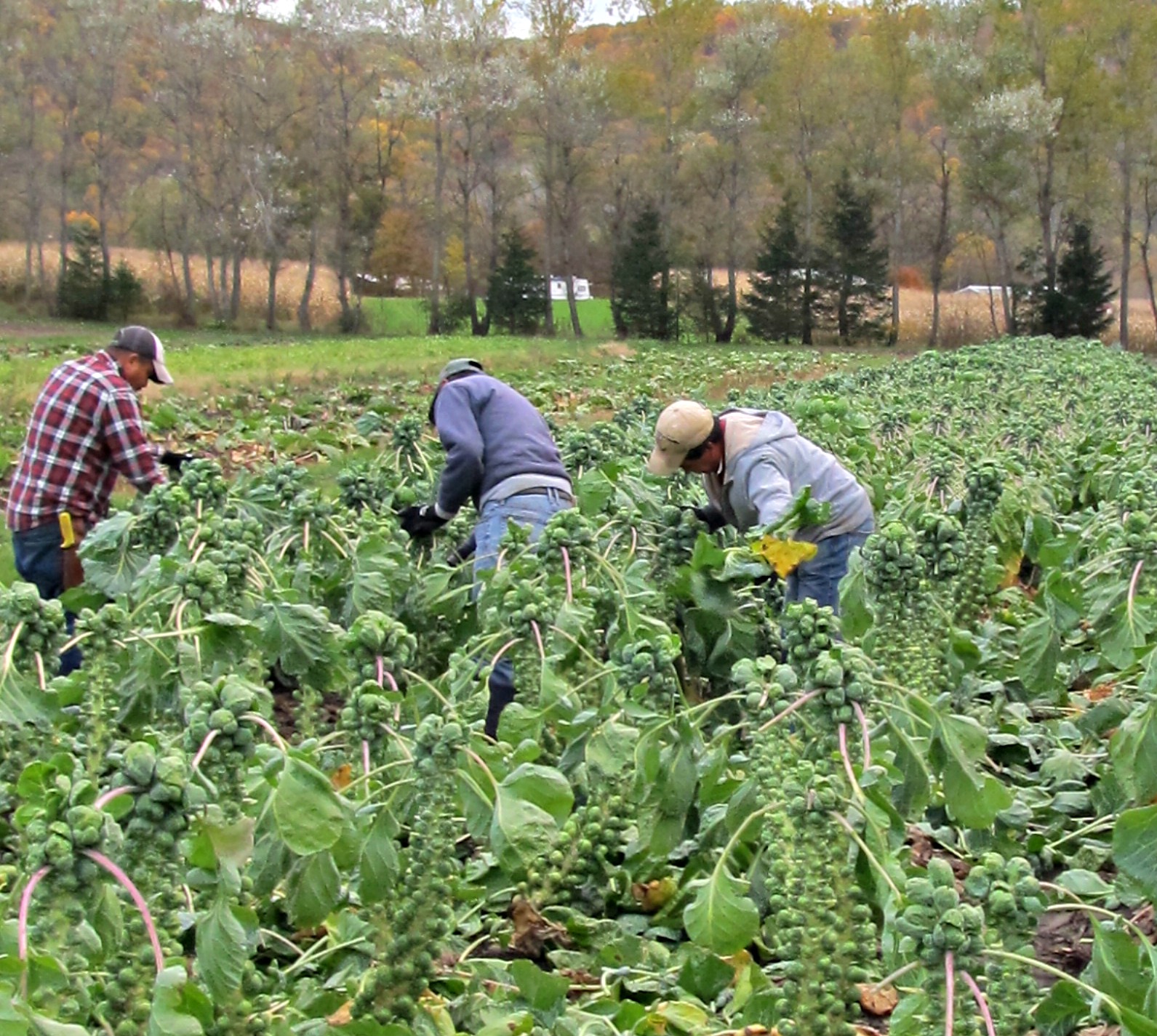 Harmony Valley Farm Vegetable Feature Brussels Sprouts