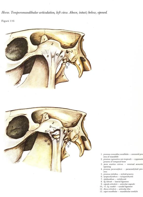 horse-cavalo-skull-anatomy-anatomia-cranio-maxilar-sinusal-sinuses-vetarq-muscle-musculatura-bone-osso