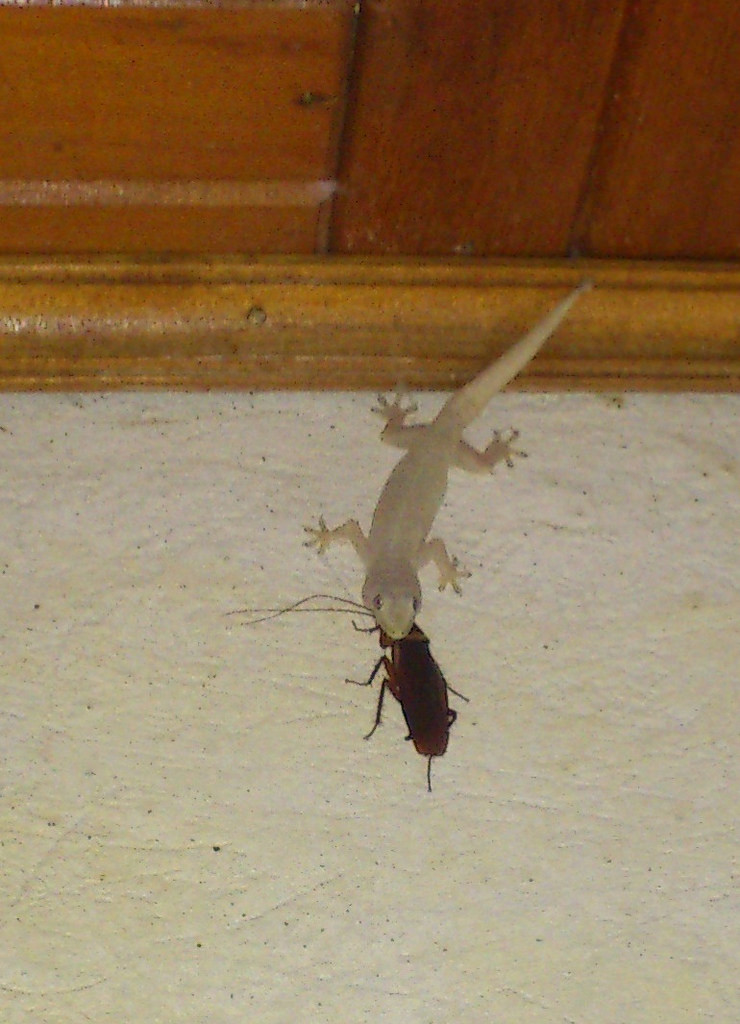 Los geckos que habitan nuestra casa son beneficiosos, Conócelos!