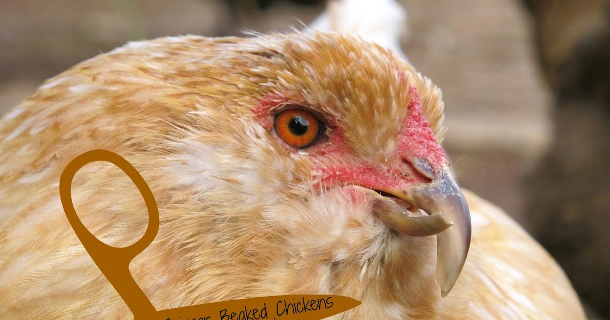 The Chicken Chick® Scissor beak aka Crossed beak What it is and How to Manage It