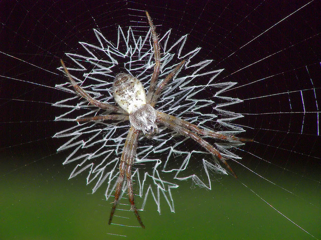 The Spiders That Decorate Their Own Webs The Ark In Space