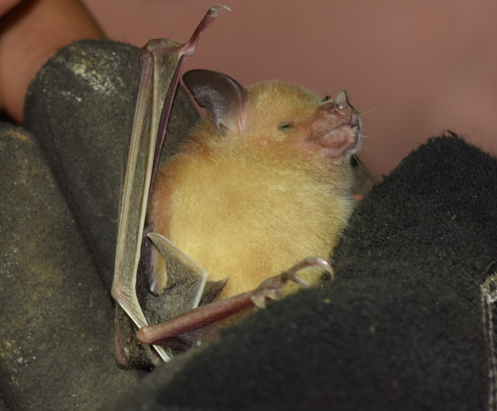 WildImpact Puerto Rico Bat Cave