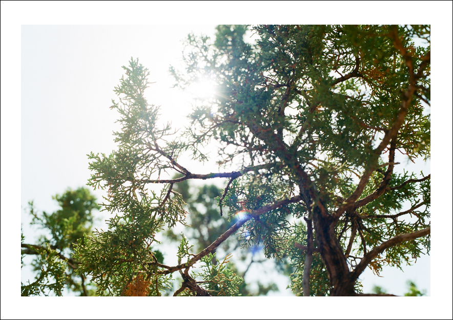 she just rambles Cherry Festival High Rolls, NM