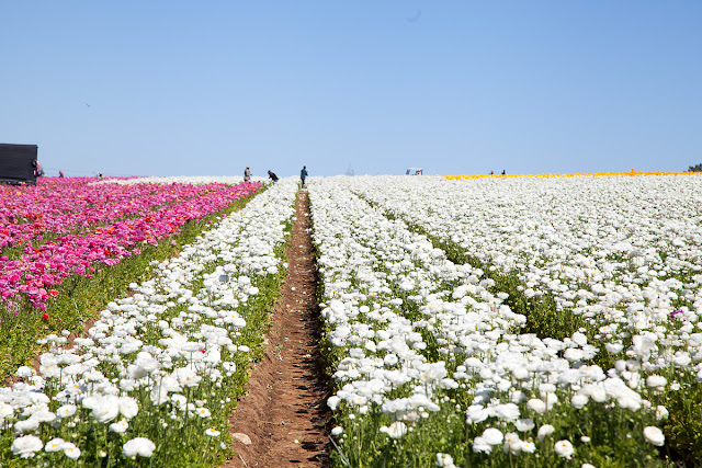 hileras sembradas de ranunculus