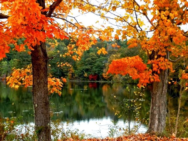 Designs for Daley Living: Fall Foliage in New Hampshire's Lake ...