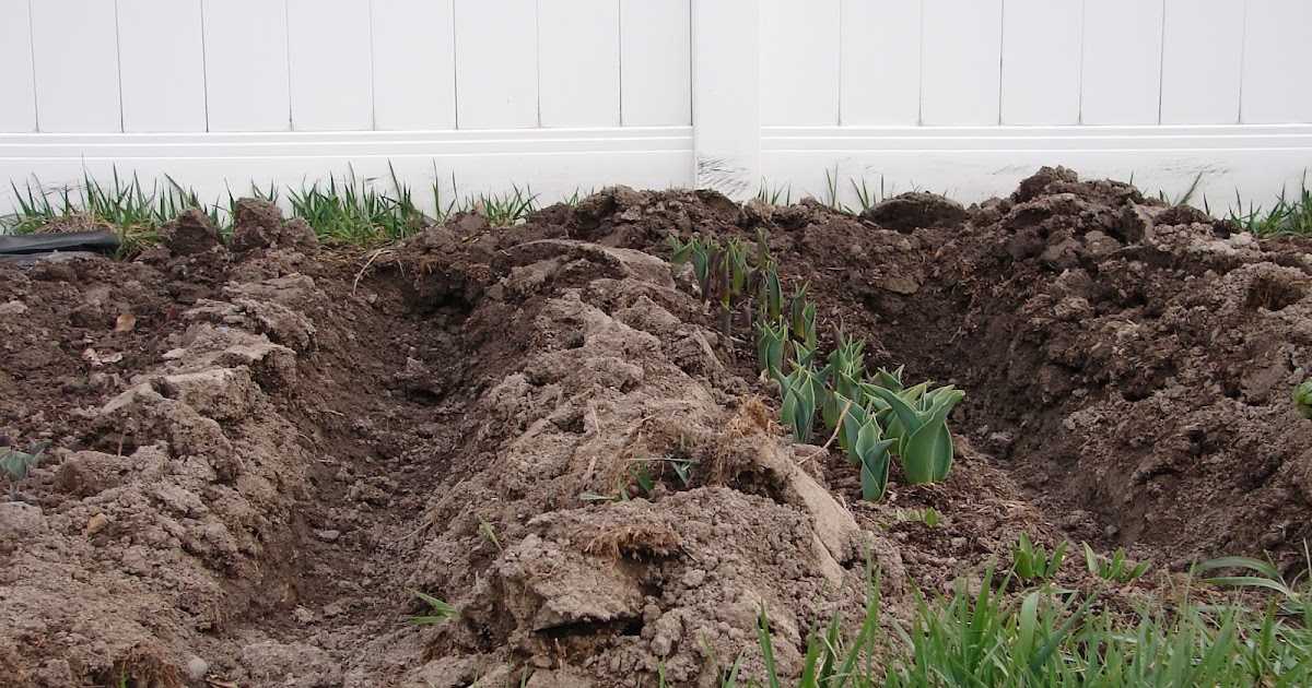 New Utah Gardener How Do I Plant Asparagus?