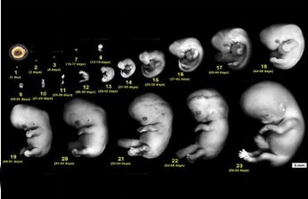 embrionario feto fetal rganos riones novena llama hgado formando