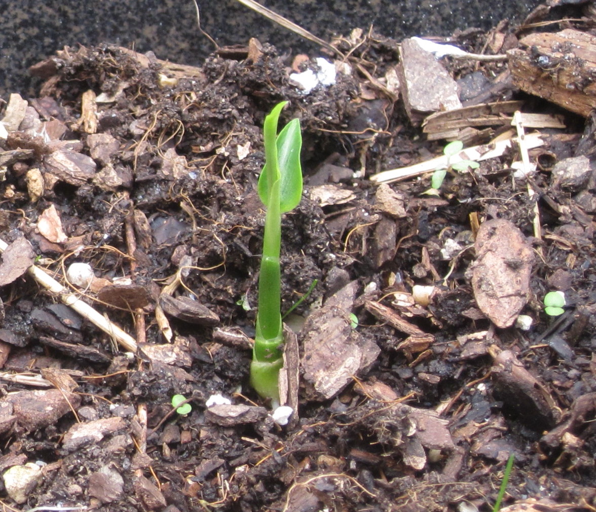 Cultivate Health Now with Cynthia Winfield Ginger Plants & Rooted Mint