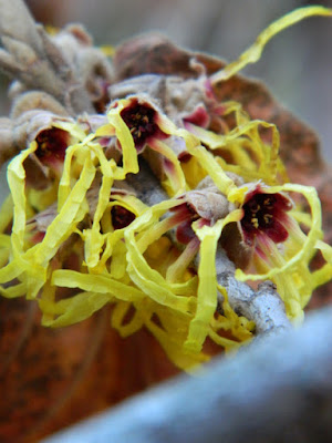 Arnold Promise witchhazel blooms by garden muses-not another Toronto gardening blog