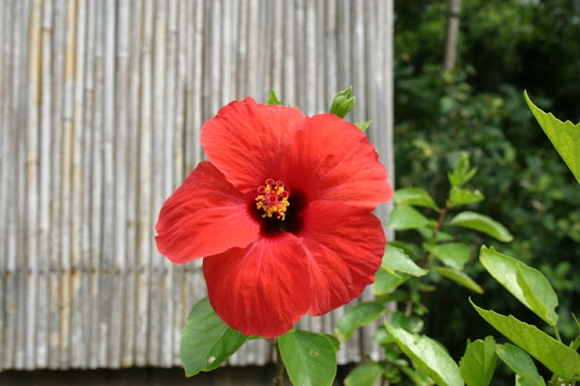 Hibiscus plant beside our beach shack.
