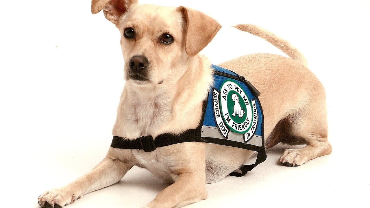 How To Get Service Dog Papers
