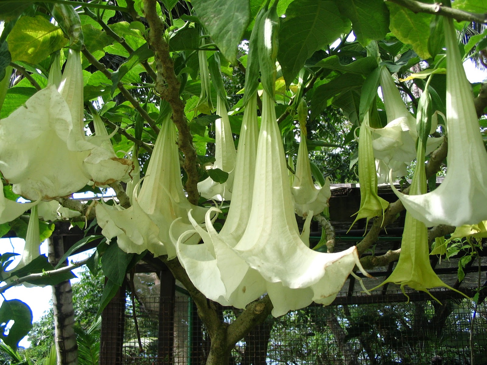 Angel’s Trumpet (Brugmansia)