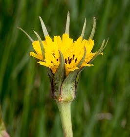 Goat's-beard, Tragopogon pratensis agg.  High Elms Country Park, 22 May 2012.