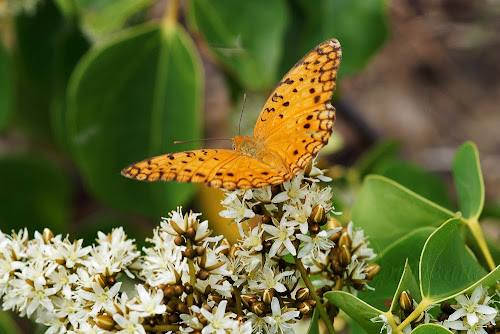 Phalanta phalanta aethiopica