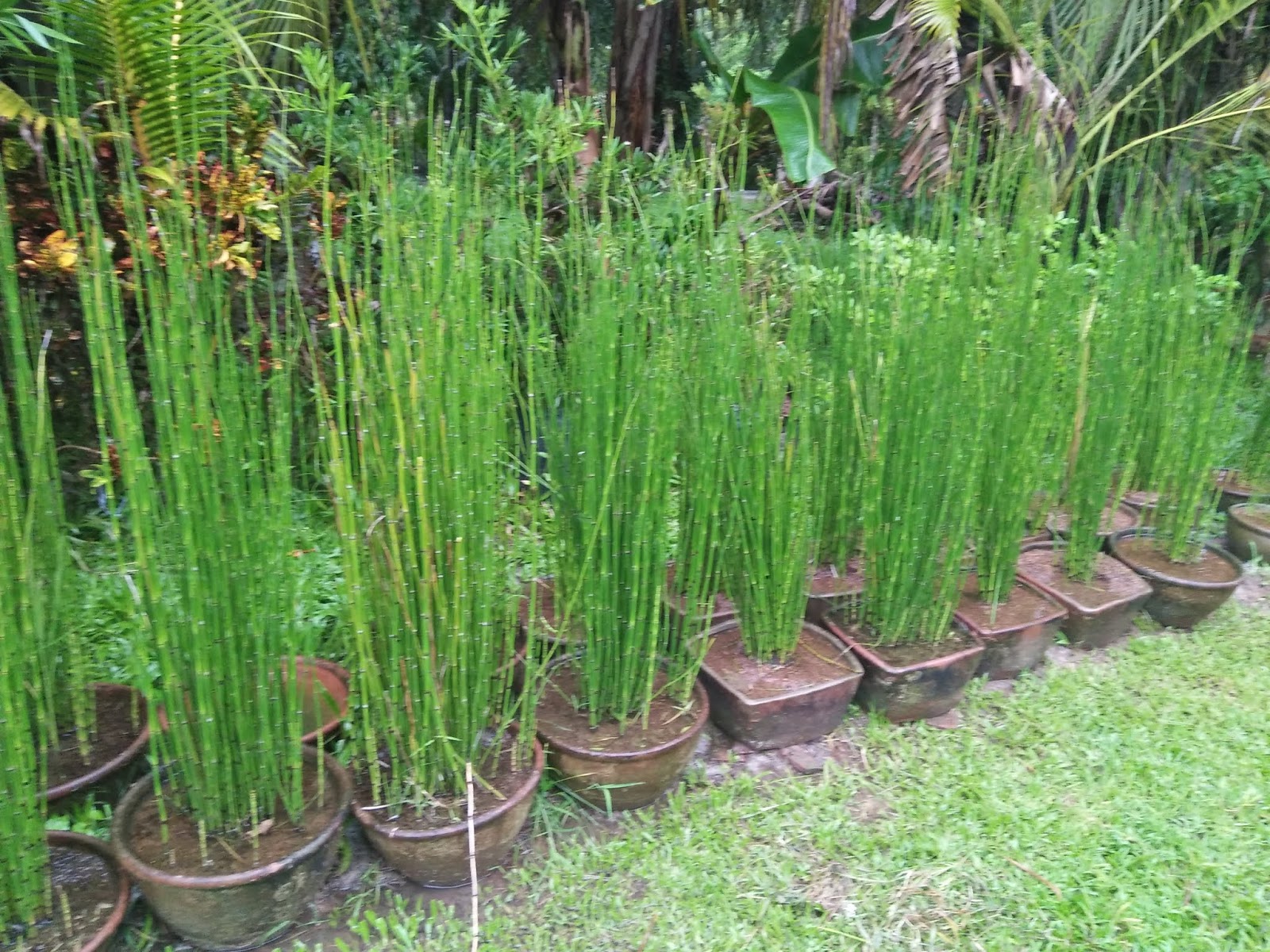 Ornamental Plants For Sale Horsetail Plant Cebu