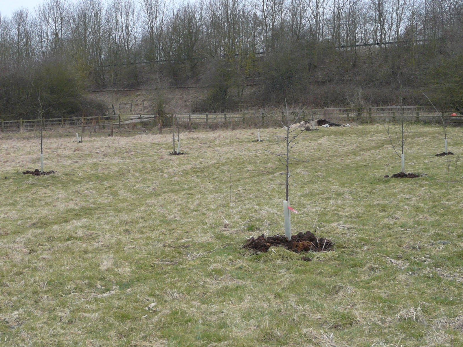 Orchard Diary Started to put more manure under trees