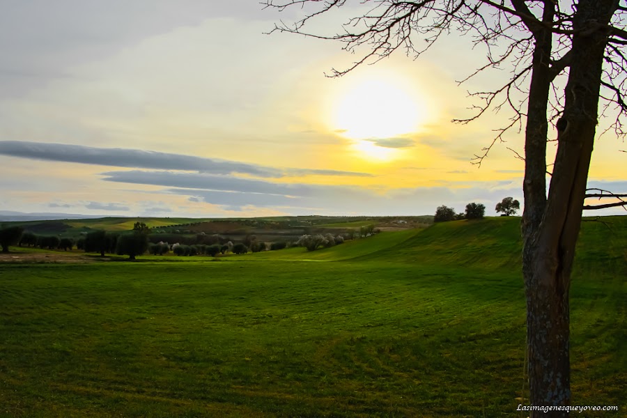 La espectacular floración de los árboles con flores rosa
