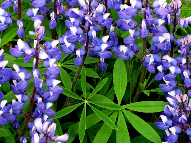 Letting in the Light: Lupines