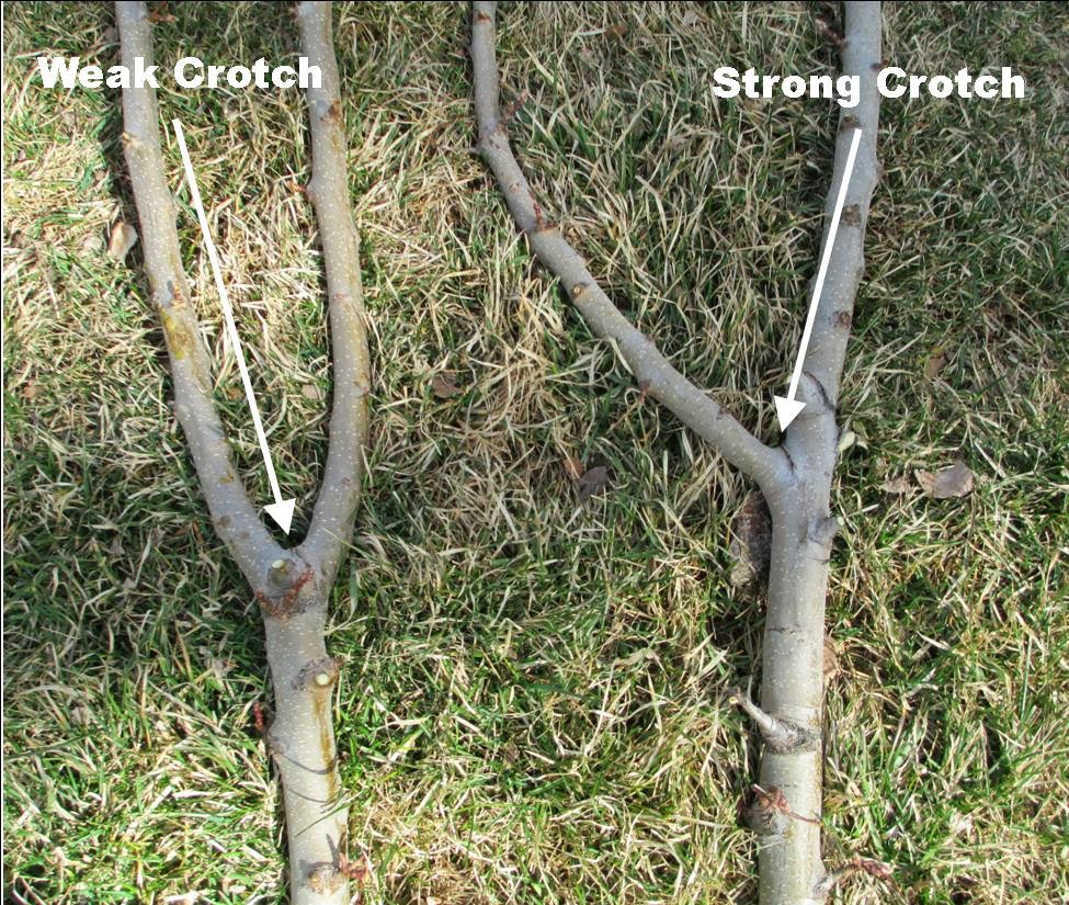 Fruit Tree Pruning at Its Best Removing Broken Branches