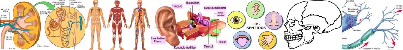 CUERPO HUMANO Y SUS PARTES