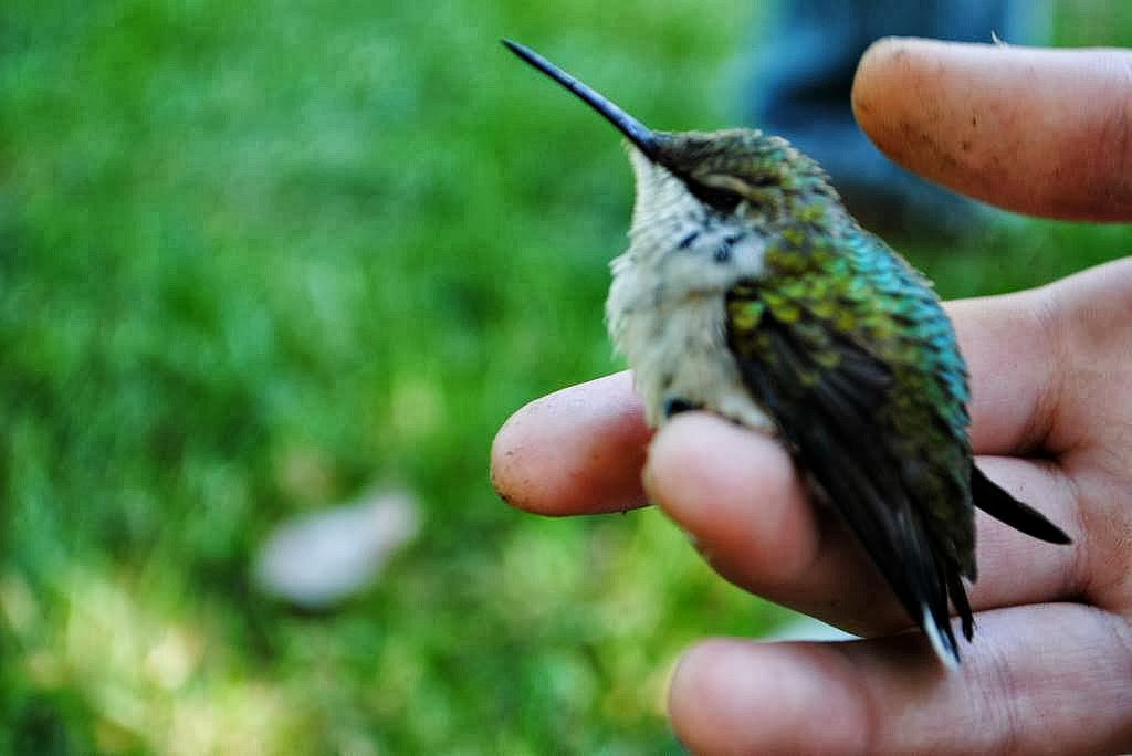 Down a Rabbit Trail: Interest-Led Learning with a Charlotte Mason Flair ...