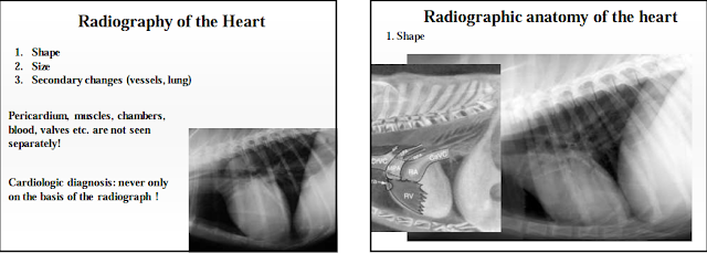 Radiologi Thoraks pada Hewan