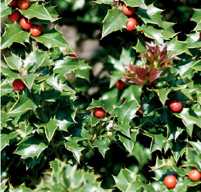 How to choose a Christmas plant for a gift Feathers in the woods