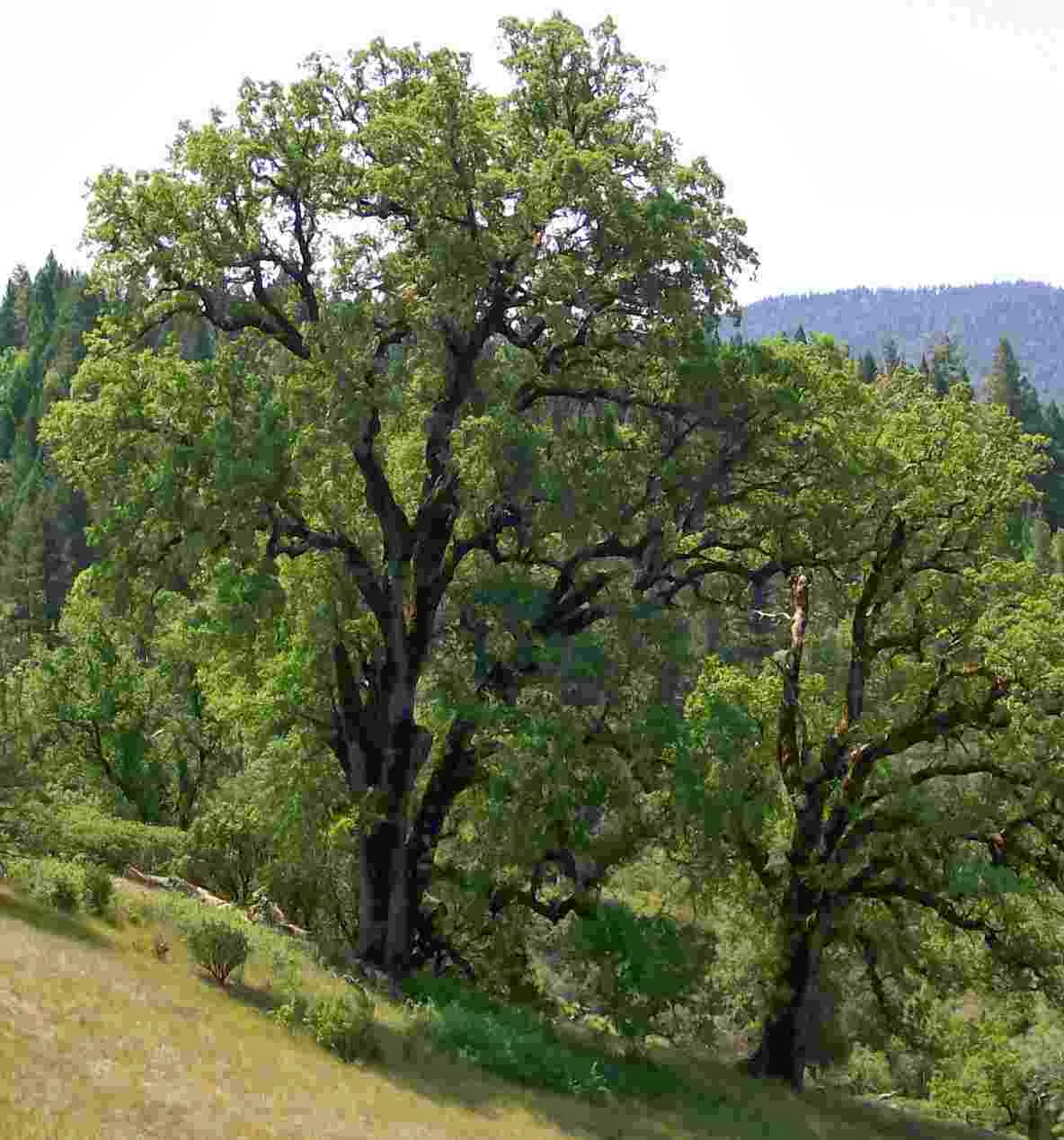Oak Woodland on the Mendocino National Forest