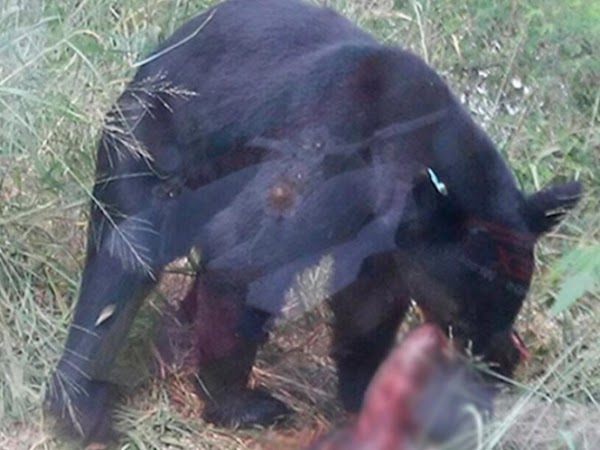 Oso entra a una casa en Monterrey y se come a la mascota Oso entra a una casa en Monterrey y se come a la mascota