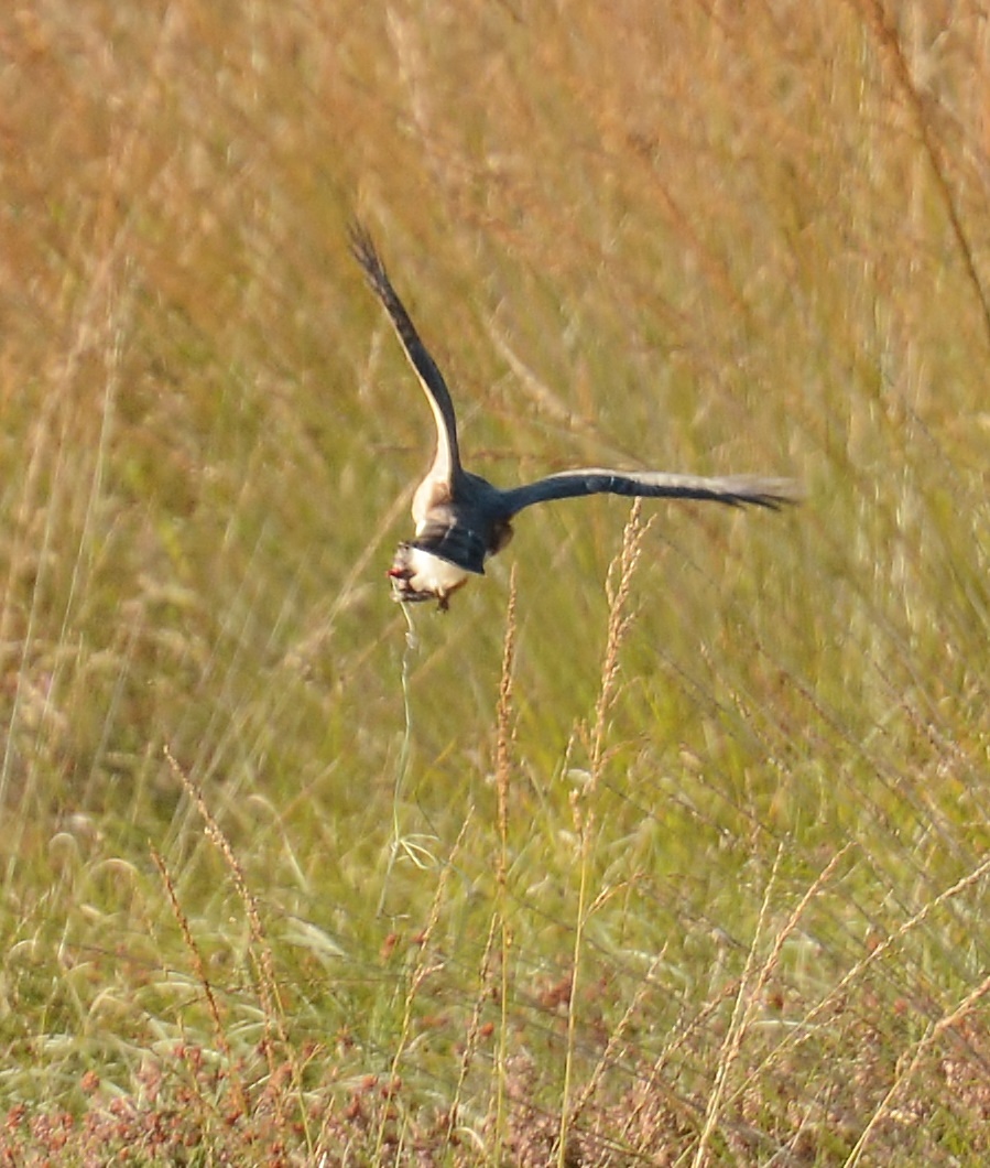 mick's Norfolk roost Birds of Prey this week in the Dunes