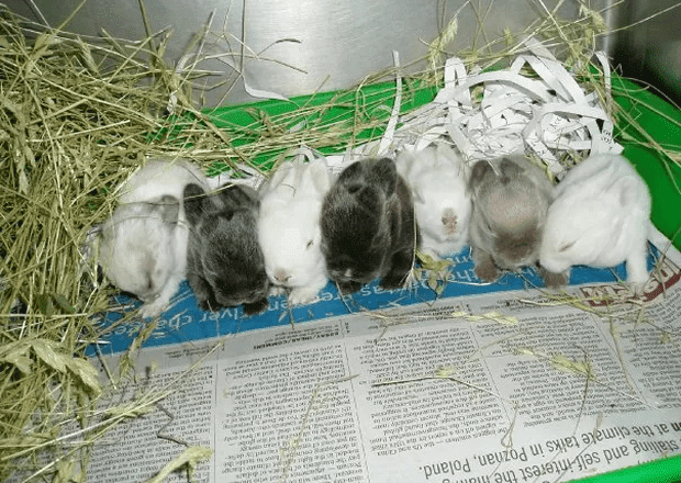 Nuôi thỏ thu tiền tỷ mỗi năm