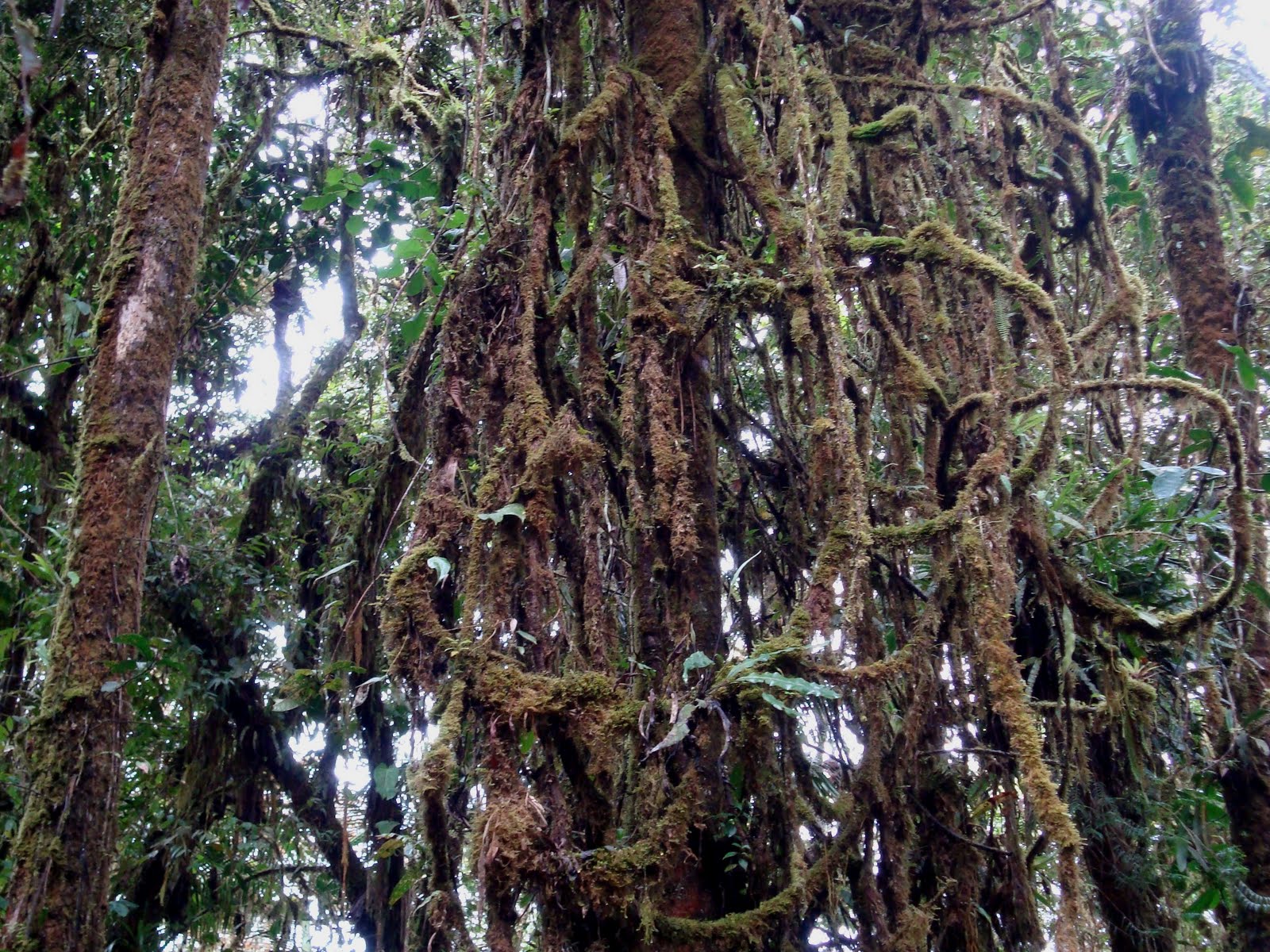 SUMMER OF HUMMERS: Guango Lodge - June 21-23