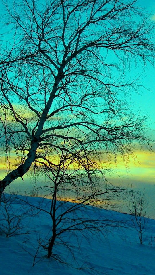 Winter Withered Tree  Android Best Wallpaper