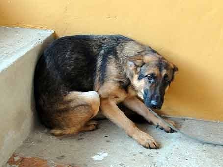 Fernando adestrador de caes Clearance