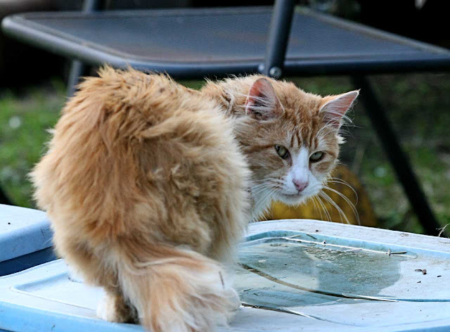 fluffy orange half-tail feral cat