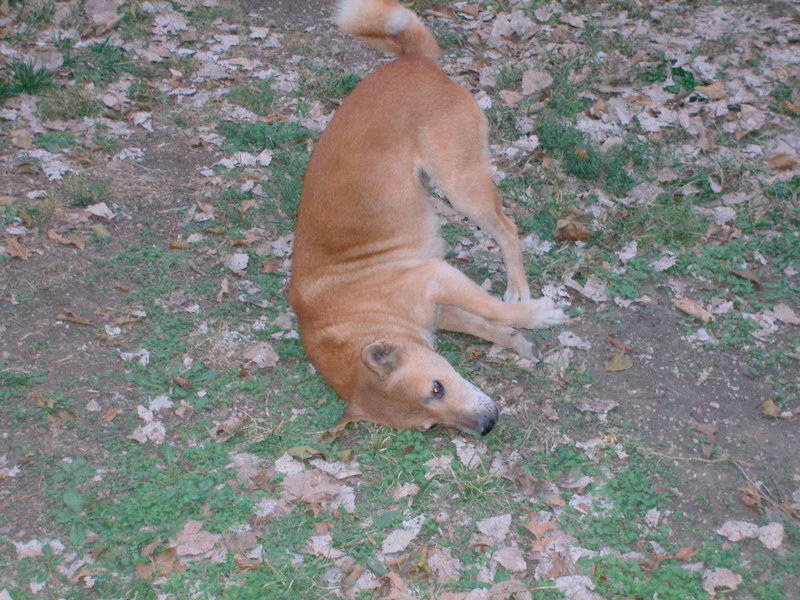 why-do-dogs-howl-at-night-funny-dog-superstitions